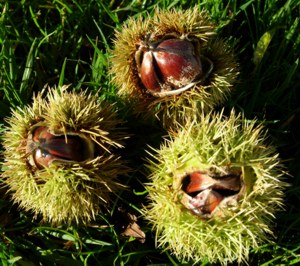 Sweet Chestnut bach flower can help when anguish seems unbearable